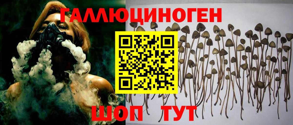 Псилоцибиновые грибы Psilocybe Кудымкар